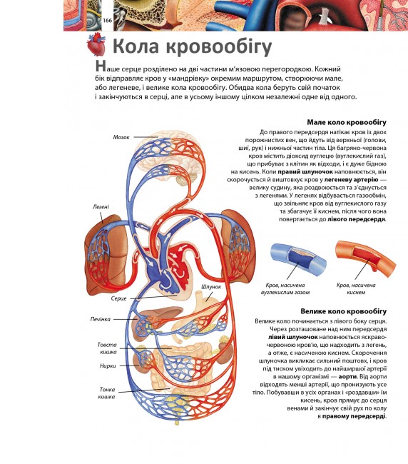 Книга Я і Світ навколо мене. Ілюстрована енциклопедія . Фото 16
