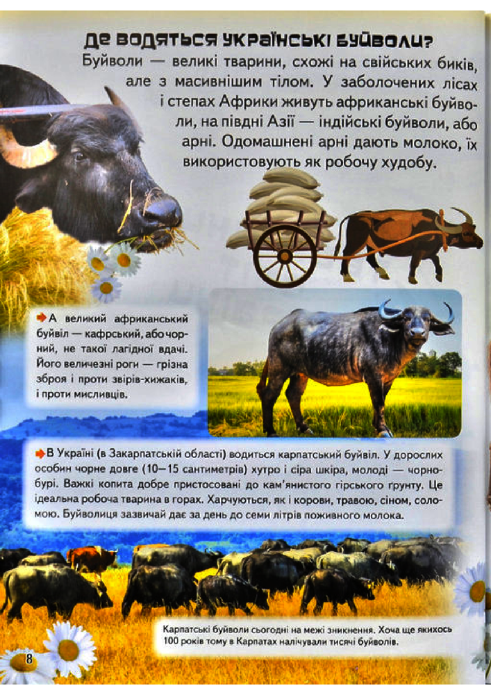 Книга Дивовижна енциклопедія про тварин у запитаннях і відповідях. Фото 15
