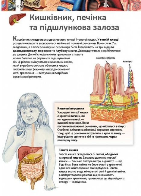 Книга Дитяча енциклопедія. Тіло людини. Фото 6