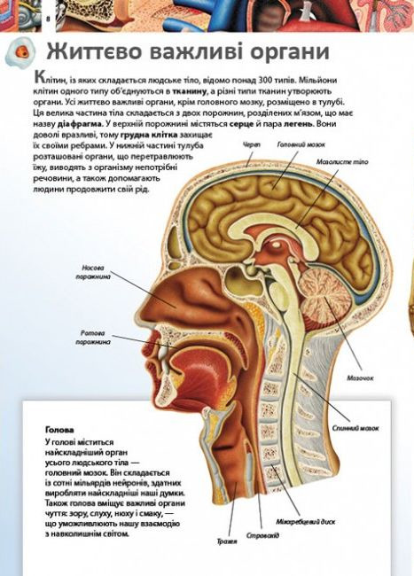 Книга Дитяча енциклопедія. Тіло людини. Фото 2