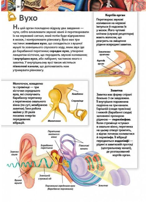 Книга Дитяча енциклопедія. Тіло людини. Фото 4