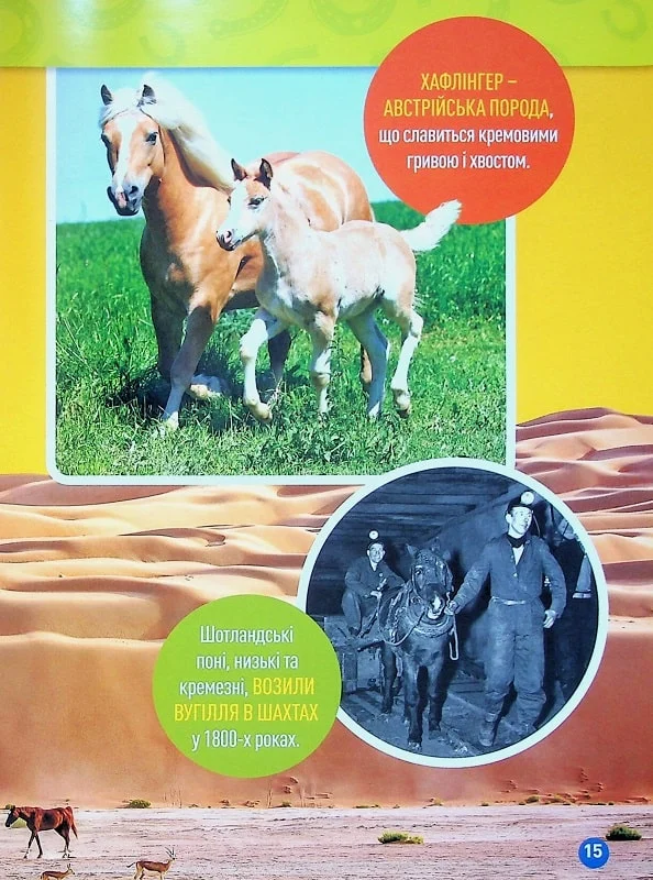 Книга Галопом! 100 цікавих фактів про коней. Фото 14