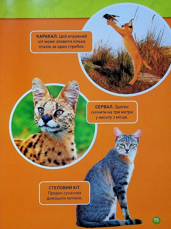Книга Гррр! 100 цікавих фактів про тварин Африки. Фото 17