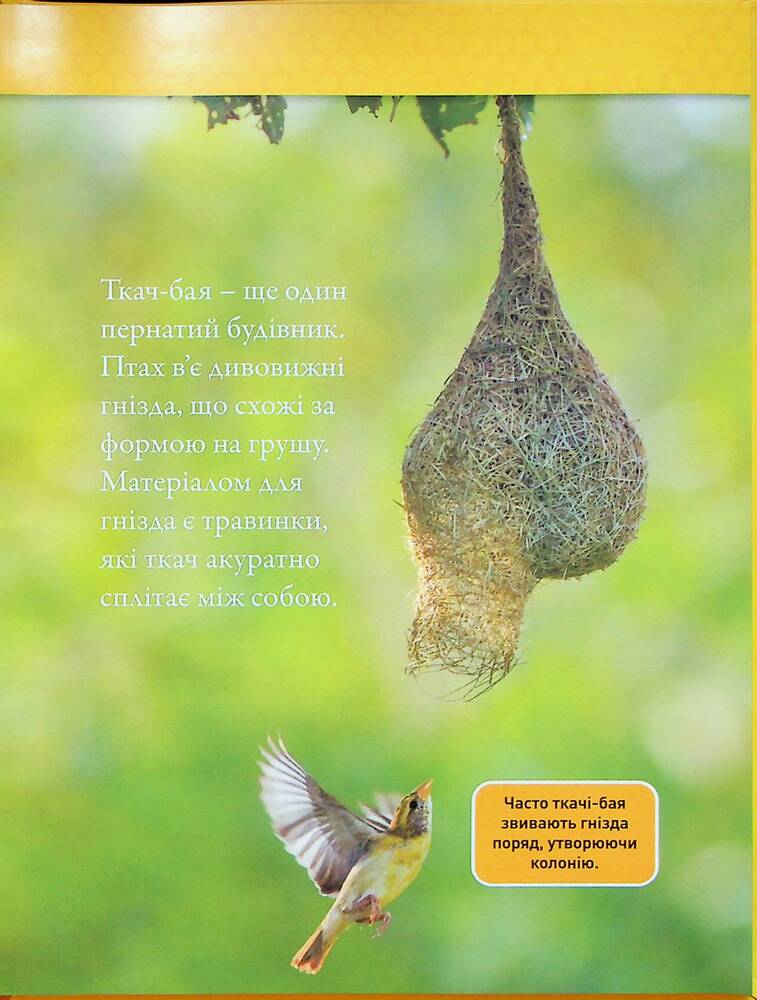 Книга Тварини-будівники. Фото 12