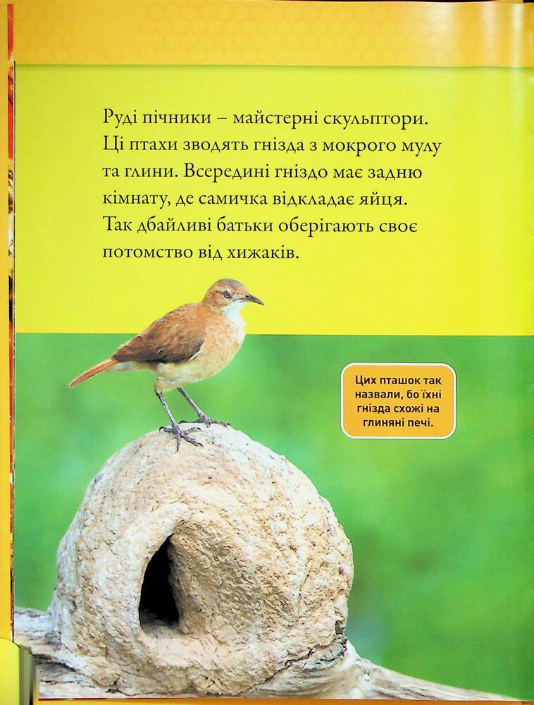 Книга Тварини-будівники. Фото 11