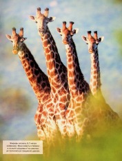 Книга Велика книга тварин. Фото 9