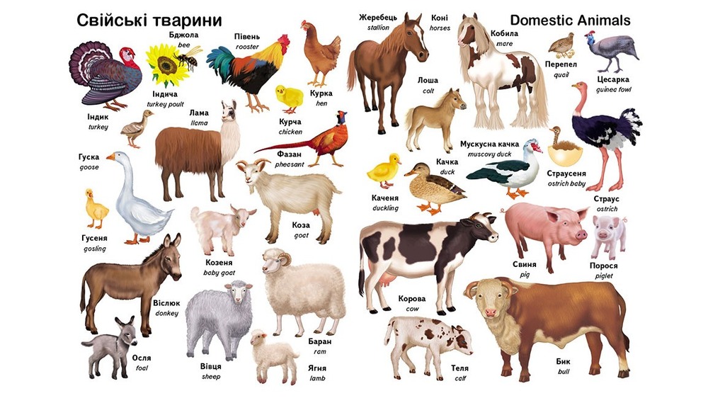 Пегас Перші слова. Тварини + англійська. Фото 2