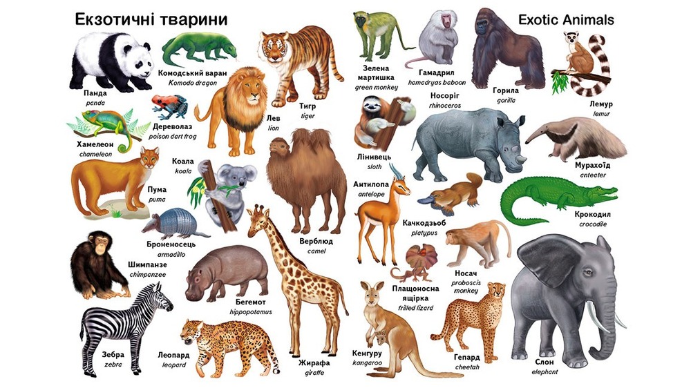 Пегас Перші слова. Тварини + англійська. Фото 6