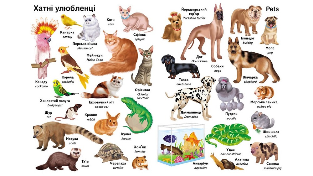 Пегас Перші слова. Тварини + англійська. Фото 3