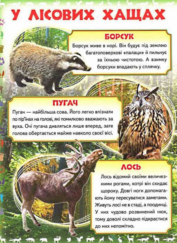 Книга Моя перша книга. Про диких тварин. Фото 3