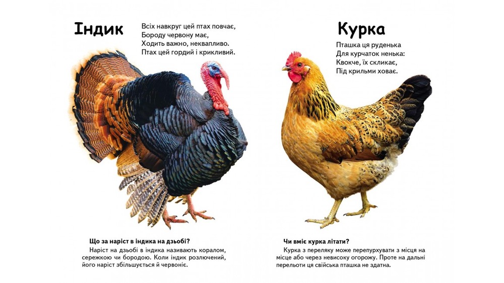 Книга Хто це? Свійські тварини (фото). Фото 2