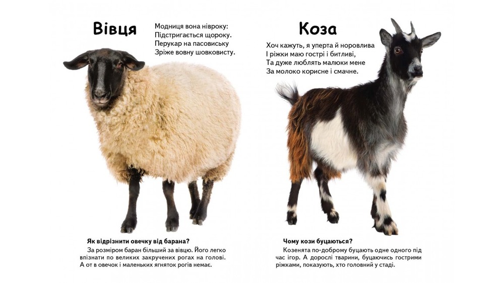 Книга Хто це? Свійські тварини (фото). Фото 3