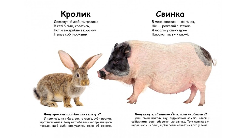 Книга Хто це? Свійські тварини (фото). Фото 4