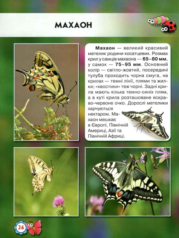 Книга Світ навколо нас. Комахи. Фото 6
