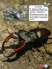 Книга Світ навколо нас. Комахи. Фото 5