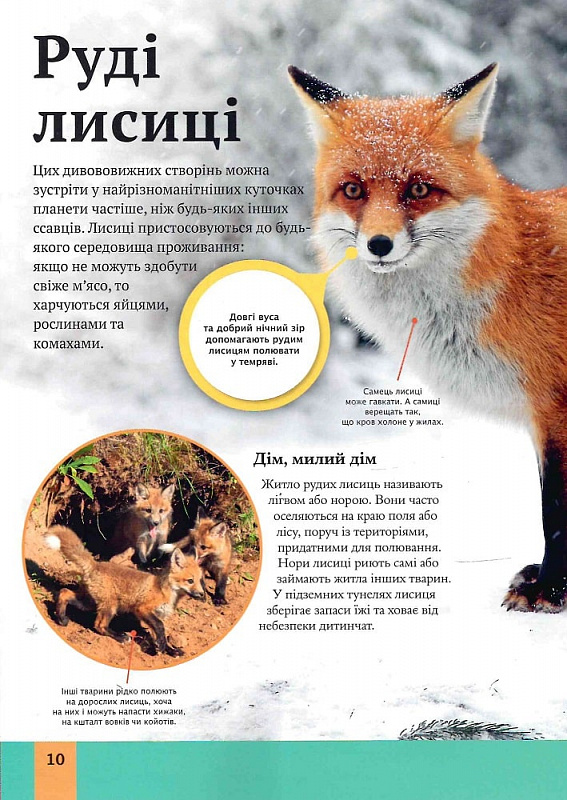 Книга Дитяча енциклопедія хижаків. Фото 7