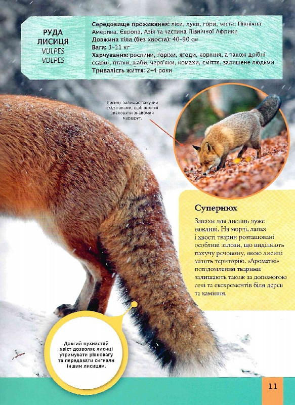 Книга Дитяча енциклопедія хижаків. Фото 6