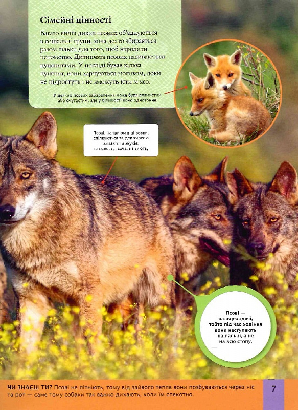 Книга Дитяча енциклопедія хижаків. Фото 10