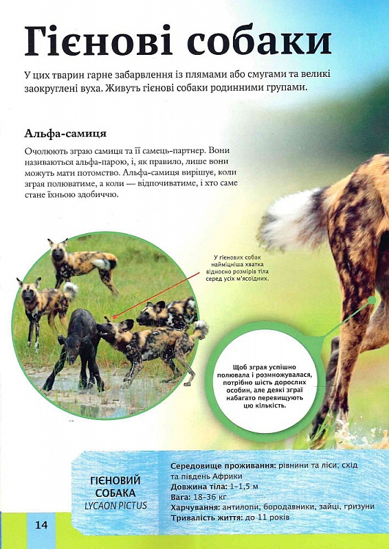Книга Дитяча енциклопедія хижаків. Фото 3