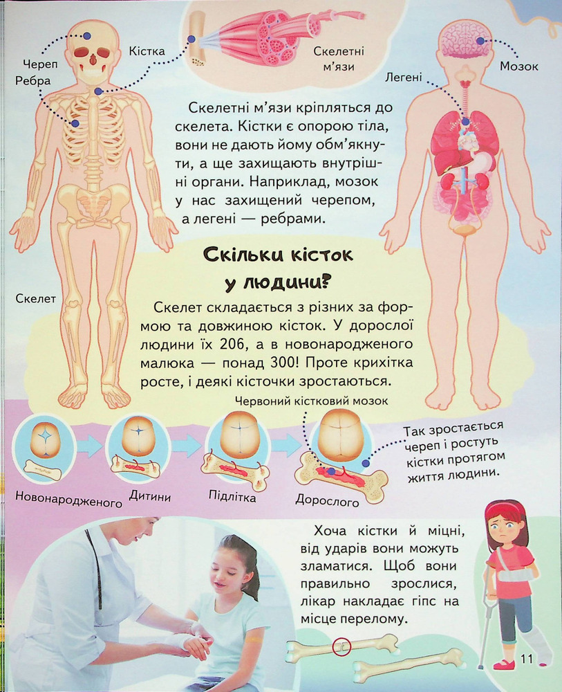 Енциклопедія Тіло людини. Унікальні факти, цікава інформація. Фото 13