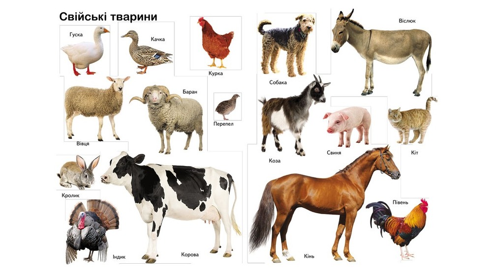 Книга Перші знання малюка. Фото 5