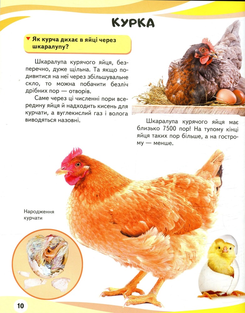 Мами та малюки. Ведмідь. Енциклопедія у запитаннях та відповідях. Фото 6