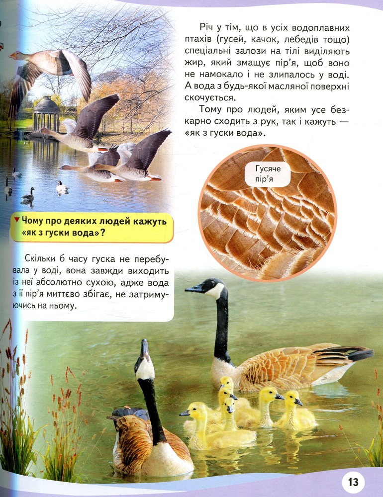 Мами та малюки. Ведмідь. Енциклопедія у запитаннях та відповідях. Фото 9