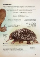 Книга Книга Наземні ссавці світу. Нотатки, малюнки та спостереження про тварин, які живуть на суходолі - Хуан Карлос Алонсо	. Фото 10