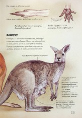 Книга Книга Наземні ссавці світу. Нотатки, малюнки та спостереження про тварин, які живуть на суходолі - Хуан Карлос Алонсо	. Фото 12