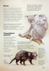 Книга Книга Наземні ссавці світу. Нотатки, малюнки та спостереження про тварин, які живуть на суходолі - Хуан Карлос Алонсо	. Фото 14