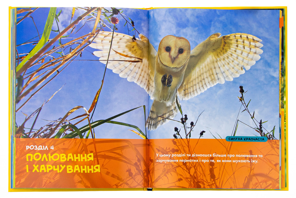 Книга National Geographic. Моя перша енциклопедія. Птахи. Фото 7