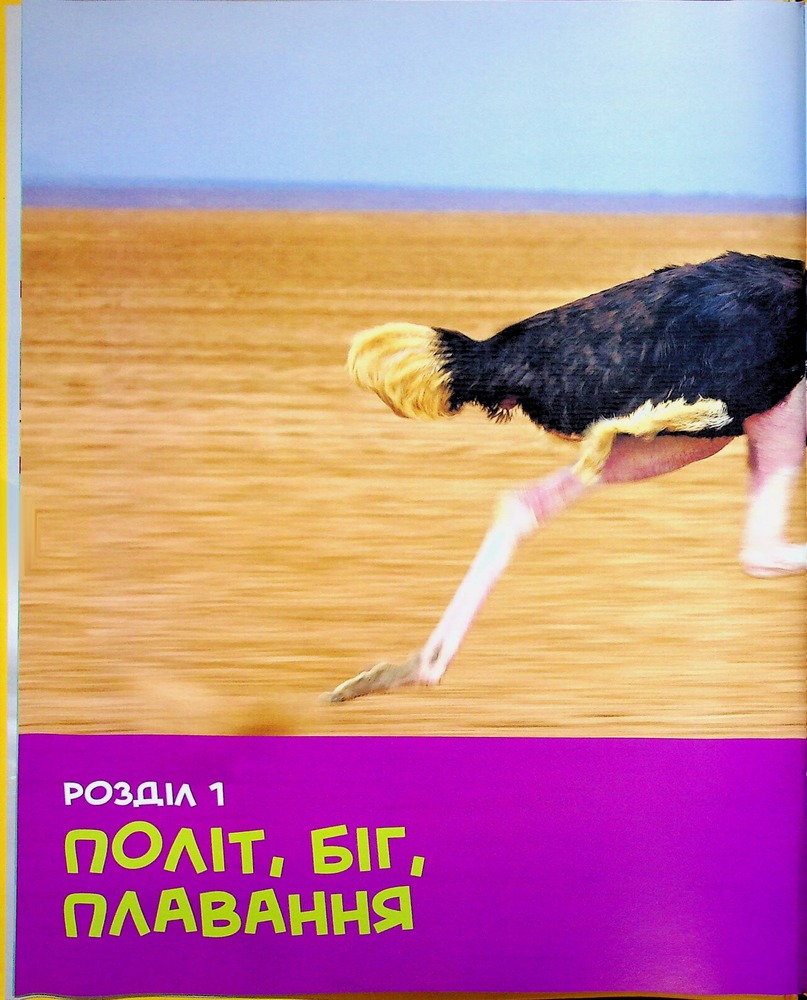 Книга National Geographic. Моя перша енциклопедія. Птахи. Фото 8