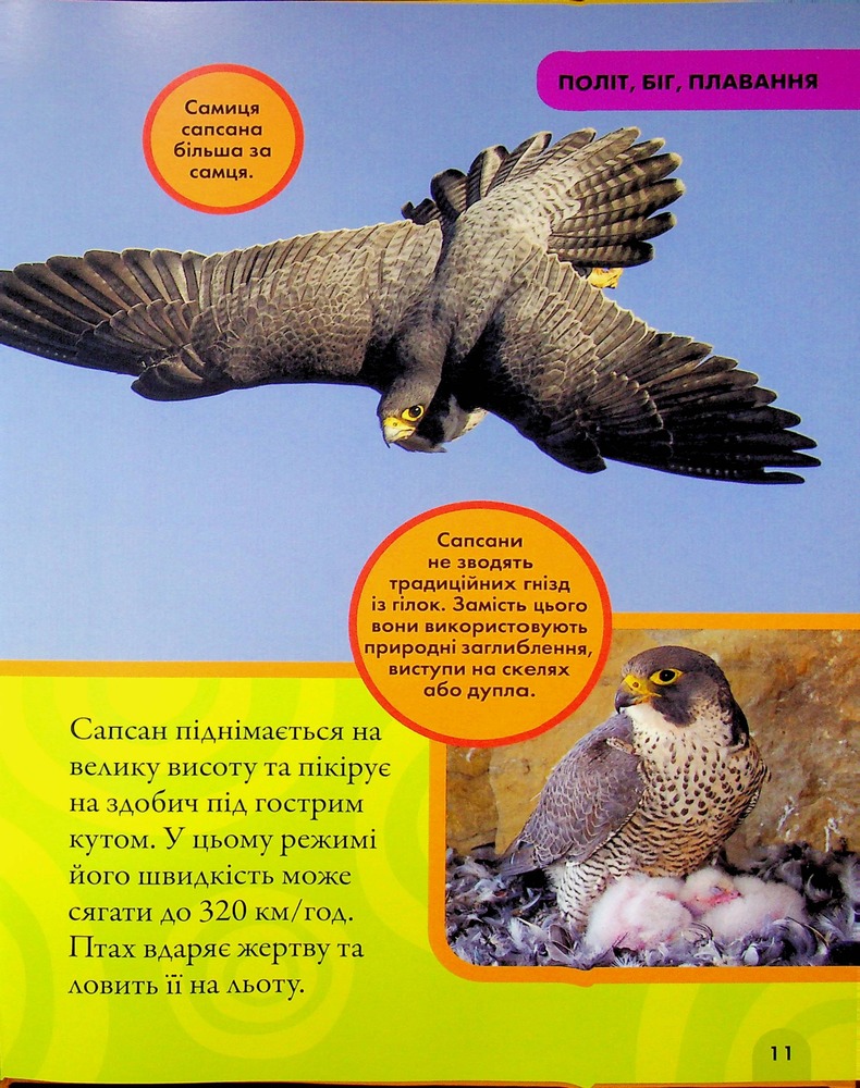 Книга National Geographic. Моя перша енциклопедія. Птахи. Фото 13