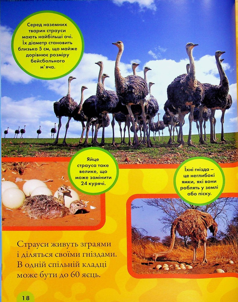 Книга National Geographic. Моя перша енциклопедія. Птахи. Фото 20