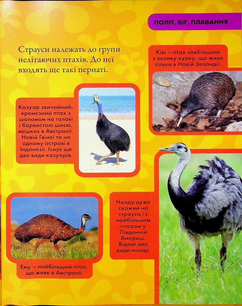 Книга National Geographic. Моя перша енциклопедія. Птахи. Фото 22