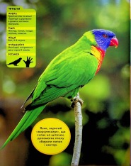 Книга National Geographic. Моя перша енциклопедія. Птахи. Фото 10