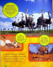 Книга National Geographic. Моя перша енциклопедія. Птахи. Фото 20
