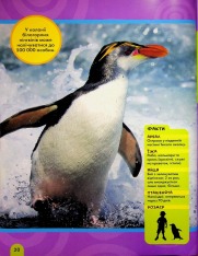 Книга National Geographic. Моя перша енциклопедія. Птахи. Фото 21