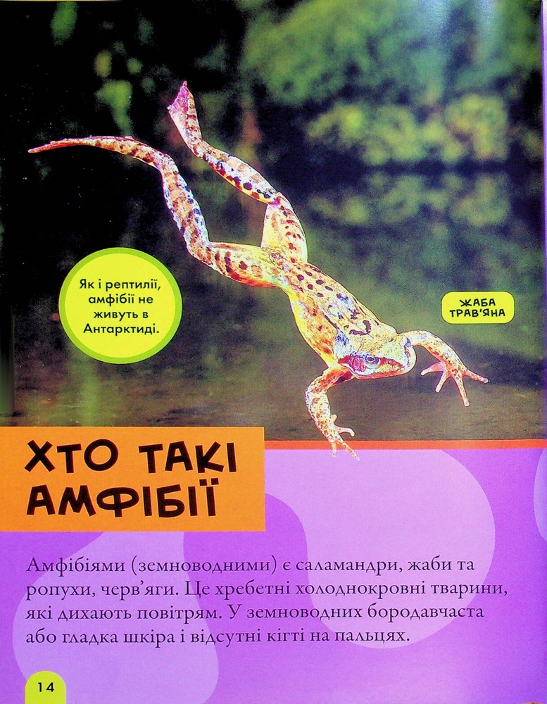 Книга National Geographic. Моя перша енциклопедія. Рептилії та амфібії. Фото 17