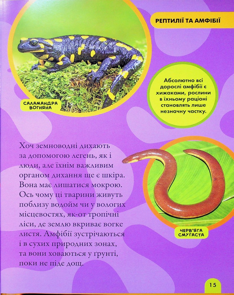 Книга National Geographic. Моя перша енциклопедія. Рептилії та амфібії. Фото 16