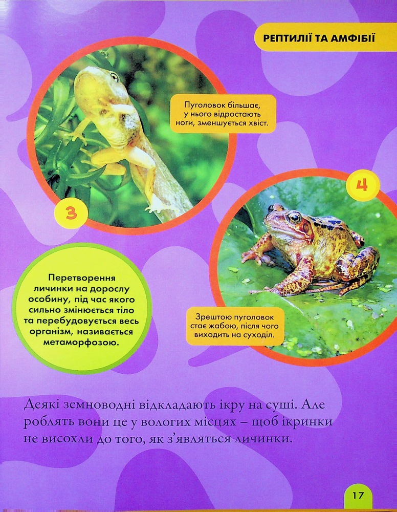 Книга National Geographic. Моя перша енциклопедія. Рептилії та амфібії. Фото 18