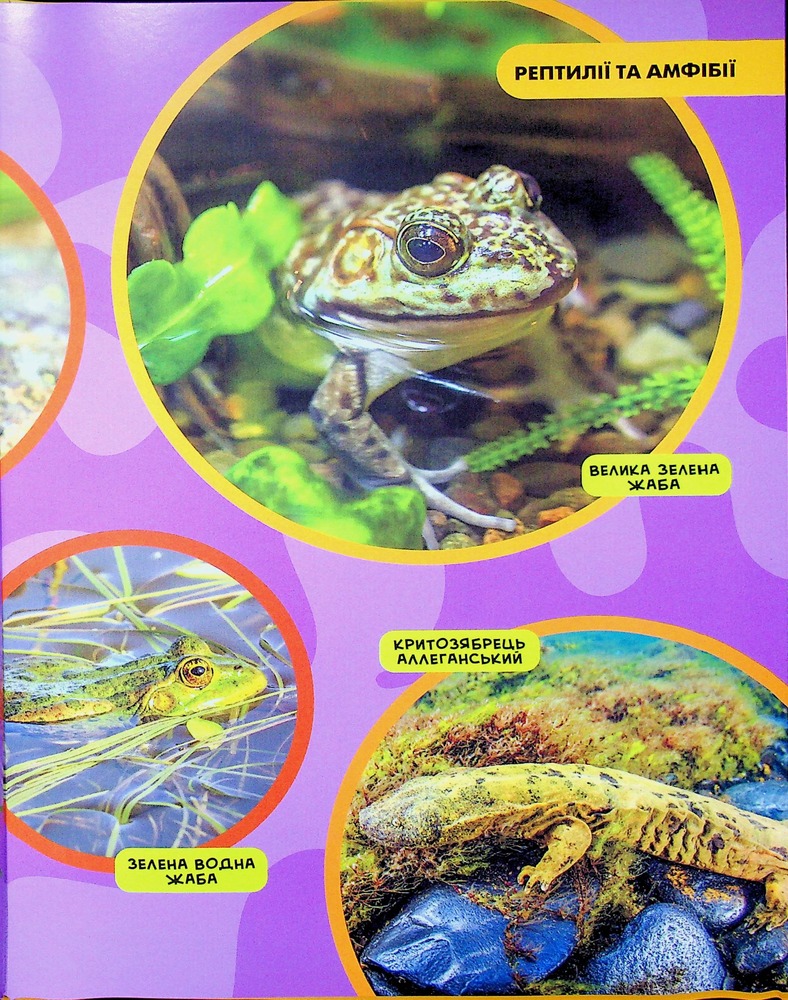 Книга National Geographic. Моя перша енциклопедія. Рептилії та амфібії. Фото 21