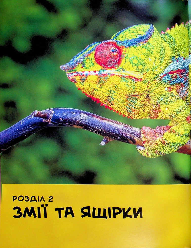 Книга National Geographic. Моя перша енциклопедія. Рептилії та амфібії. Фото 22
