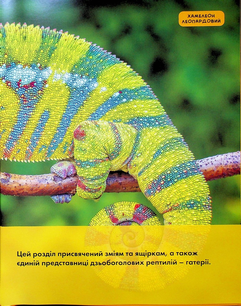 Книга National Geographic. Моя перша енциклопедія. Рептилії та амфібії. Фото 23