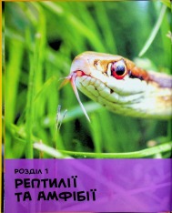 Книга National Geographic. Моя перша енциклопедія. Рептилії та амфібії. Фото 8
