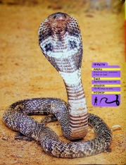Книга National Geographic. Моя перша енциклопедія. Рептилії та амфібії. Фото 24