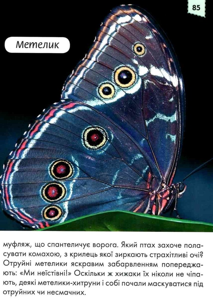 Книга Мами та малюки. Енциклопедія для допитливих. Фото 10