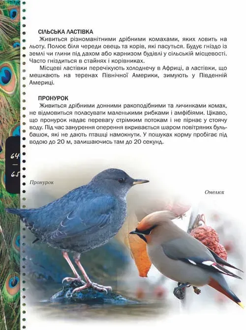 Книга Тварини. Енциклопедія для допитливих. Фото 7