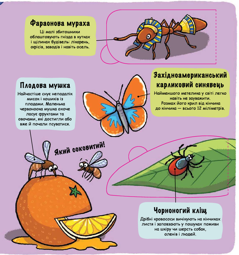 Книга Маленькі дослідники. Комашки. Фото 6