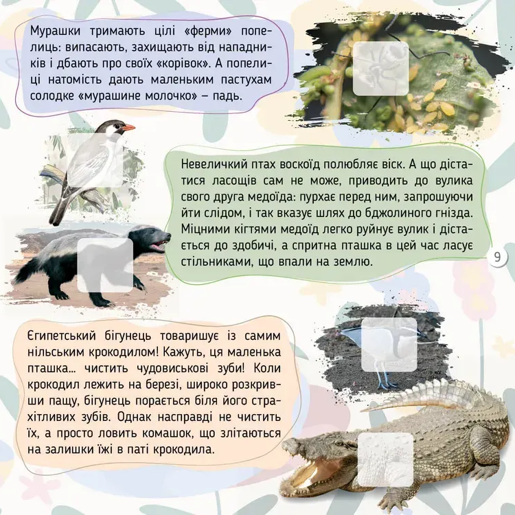 Книга 100 цікавинок. Комахи. Фото 5